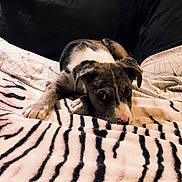 Atom a rejoint le concours — aidez-le/la à gagner de superbes lots ! puppy, dog, blanket, striped, couch, indoor, pet, cute, fur, nose, ears, resting, soft, comfort, animal, young, cozy, home, cute_pet, relaxing