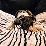 puppy, dog, blanket, striped, couch, indoor, pet, cute, fur, nose, ears, resting, soft, comfort, animal, young, cozy, home, cute_pet, relaxing