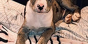 Atom a rejoint le concours — aidez-le/la à gagner de superbes lots ! puppy, dog, pet, animal, lying_down, bed, blanket, indoor, cute, fur, ears, nose, paws, resting, young, canine, looking, cozy, domestic, portrait