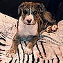 puppy, dog, pet, animal, lying_down, bed, blanket, indoor, cute, fur, ears, nose, paws, resting, young, canine, looking, cozy, domestic, portrait