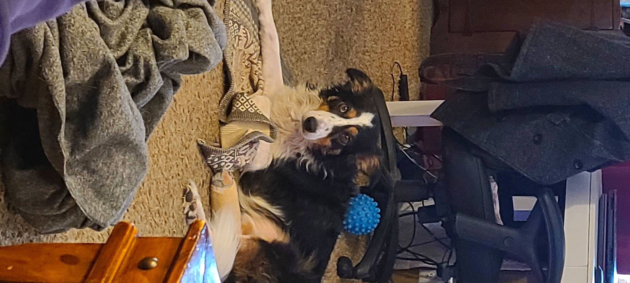 Hannah is registered to the contest to win money with this photo: canidae, carnivore, collar, companion_dog, dog, dog_breed, dog_supply, fawn, fur, non_sporting_group, pet_supply, plant, room, sporting_group, toy_dog, wood