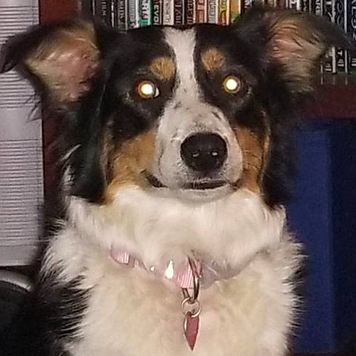 Hannah joined the competition — help win amazing prizes! ancient_dog_breeds, border_collie, canidae, carnivore, collar, companion_dog, dog, dog_breed, dog_collar, door, fur, giant_dog_breed, head, herding_dog, snout, sporting_group, whiskers, working_animal, working_dog