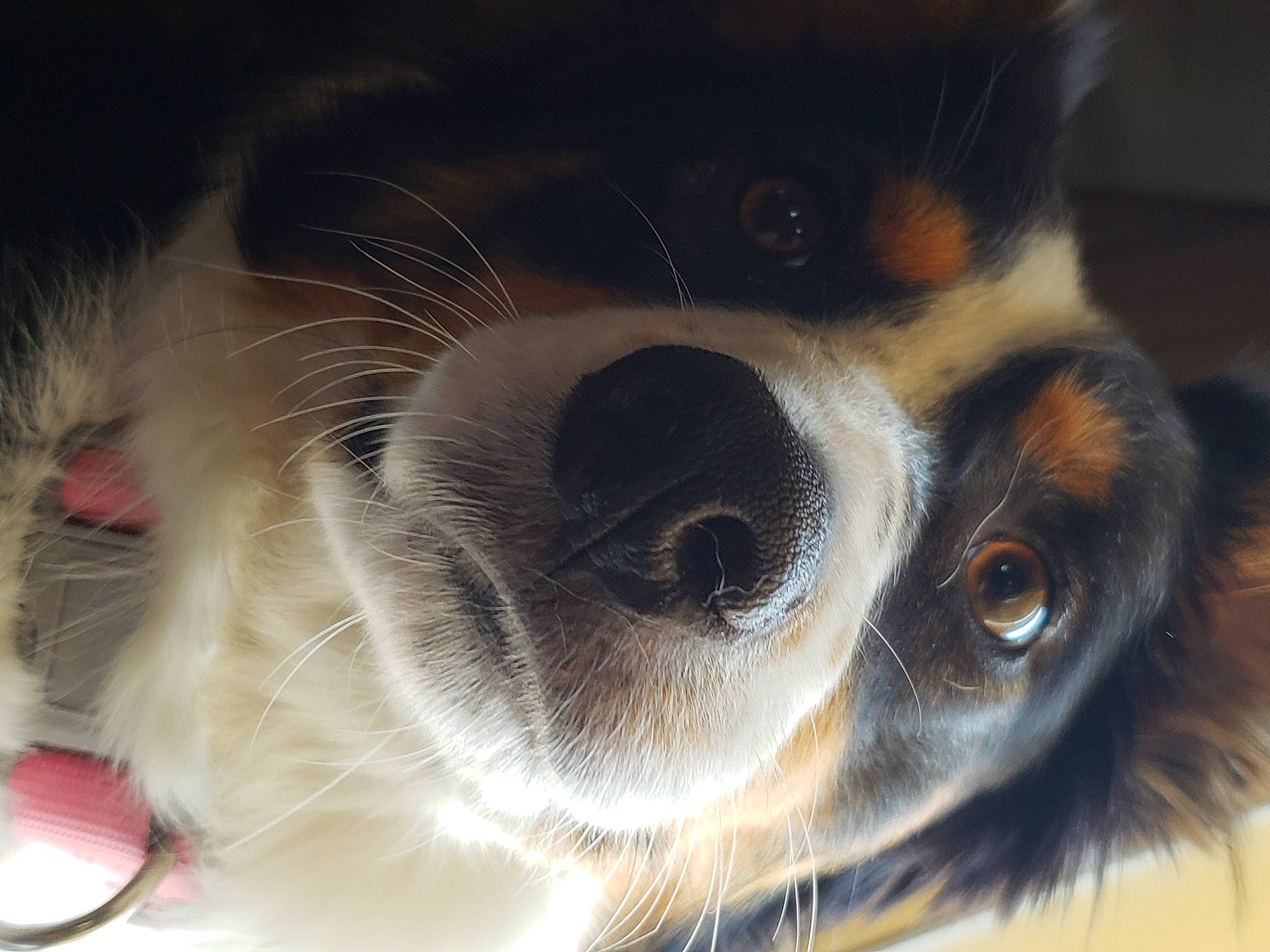 Hannah is registered to the contest to win money with this photo: canidae, carnivore, cavalier_king_charles_spaniel, close_up, companion_dog, dog, dog_breed, ear, eyelash, fawn, fur, paw, pet_supply, snout, sporting_group, terrestrial_animal, toy_dog, whiskers, working_animal