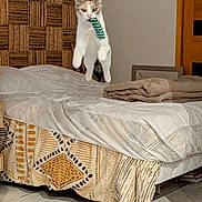 Zoé a rejoint le concours — aidez-le/la à gagner de superbes lots ! cat, jumping, toy, bed, bedroom, furniture, indoor, playful, white_cat, patterned_bedspread, blanket, wood_floor, headboard, cozy, pet, animal, leaping, cute, domestic, feline