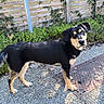 dog, black_and_tan, standing, outdoor, garden, backyard, fence, plants, shrubs, gravel, pavement, manhole_cover, portrait, animal, pet, canine, alert, looking_at_camera, natural_light, full_body