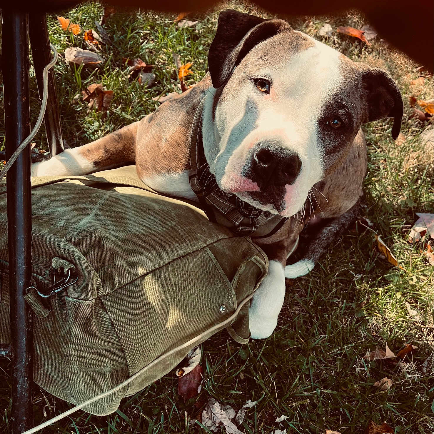 No-No is registered to the contest to win money with this photo: animal, bag, black, brown, canine, closeup, collar, curious, dog, fall, grass, leaf, nature, outdoor, pet, resting, shadow, sidewalk, sunlight, white