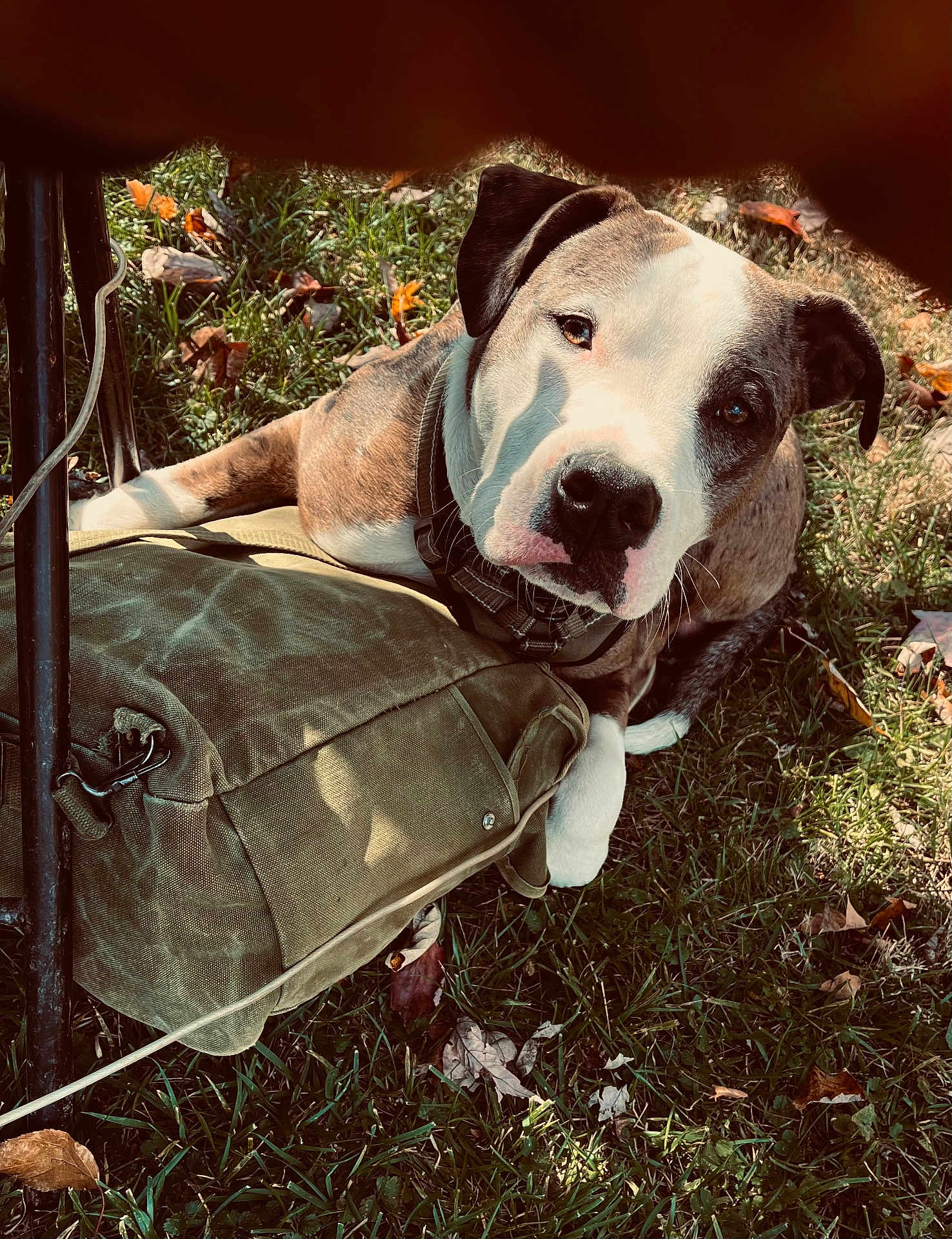 No-No is registered to the contest to win money with this photo: dog, grass, bag, outdoor, pet, animal, collar, brown, white, black, leaf, nature, sunlight, shadow, curious, resting, canine, fall, closeup, sidewalk