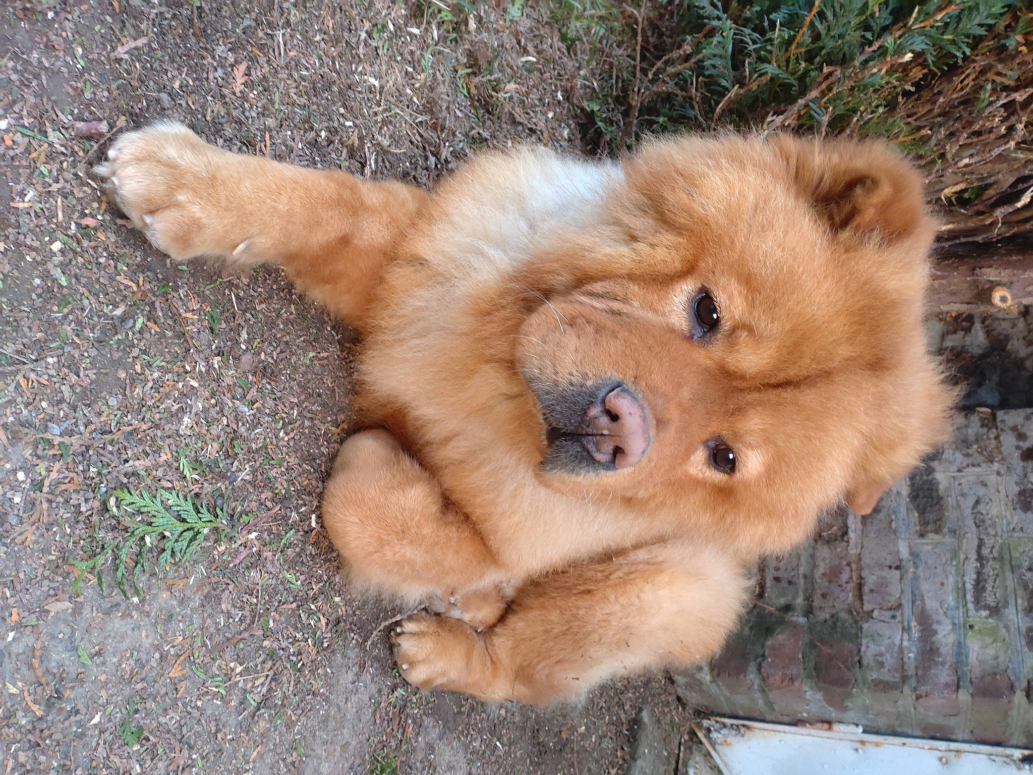 Zack a rejoint le concours — aidez-le/la à gagner de superbes lots ! big_cats, canidae, carnivore, claw, companion_dog, dog_breed, fawn, felidae, fur, lion, liver, masai_lion, paw, snout, tail, terrestrial_animal, whiskers, wildlife