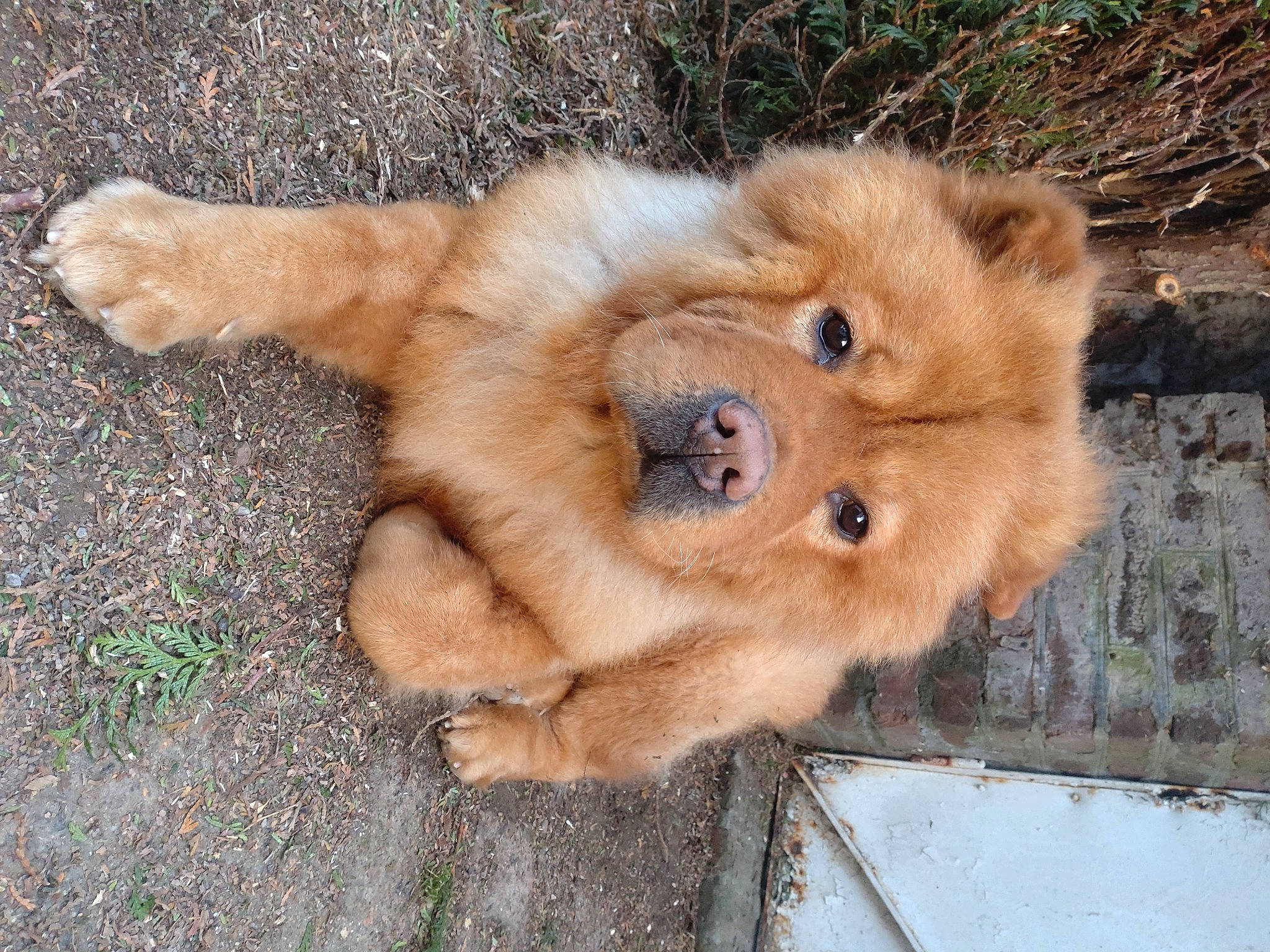 Zack participe au concours pour gagner de l'argent avec cette photo : big_cats, canidae, carnivore, claw, companion_dog, dog, dog_breed, eye, fawn, fur, liver, non_sporting_group, paw, snout, spitz, sporting_group, terrestrial_animal, whiskers, wildlife, working_animal