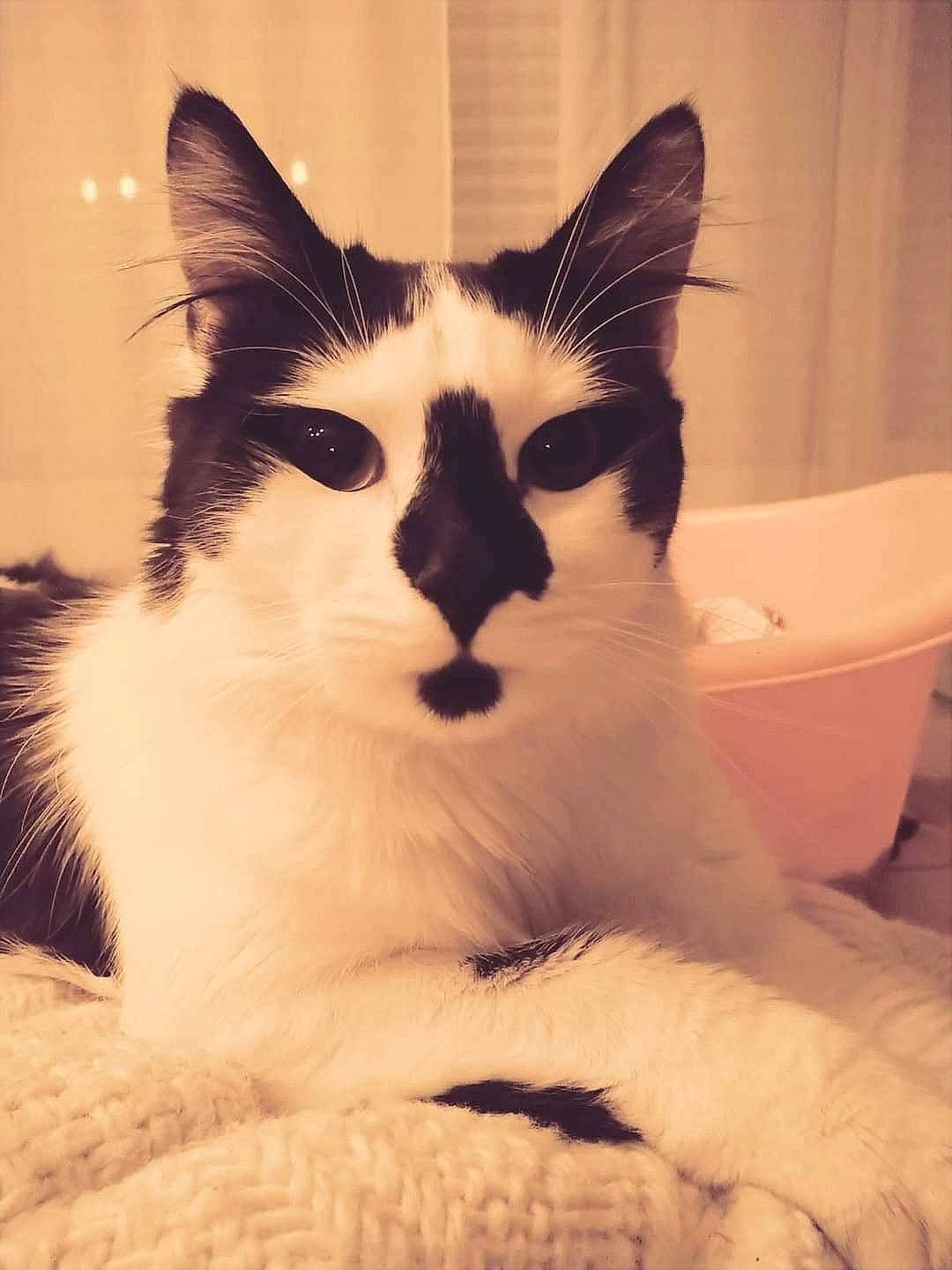 Kiss a rejoint le concours — aidez-le/la à gagner de superbes lots ! bathtub, carnivore, cat, comfort, domestic_short_haired_cat, eye, eyelash, felidae, foot, fur, human_body, monochrome_photography, paw, sitting, small_to_medium_sized_cats, snout, tail, tints_and_shades, whiskers, window