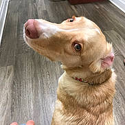 Pierre joined the competition — help win amazing prizes! dog, golden, pet, indoor, floor, wood_floor, collar, looking_back, animal, canine, close_up, fur, ears, nose, eyes, human_hand, casual, home, curious, sitting