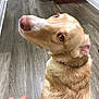 dog, golden, pet, indoor, floor, wood_floor, collar, looking_back, animal, canine, close_up, fur, ears, nose, eyes, human_hand, casual, home, curious, sitting
