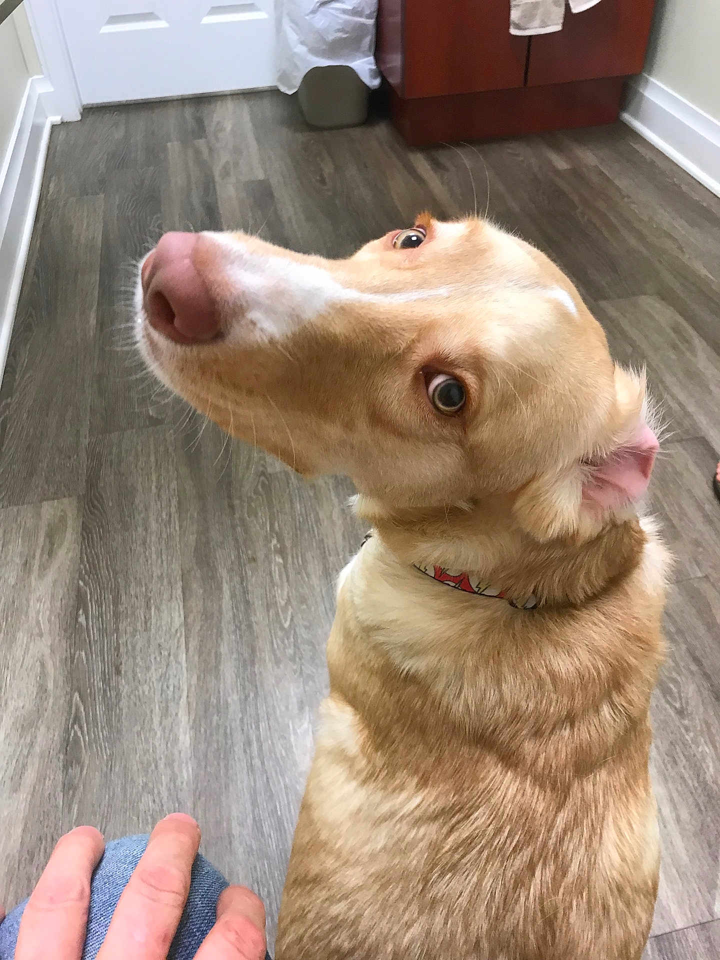 Pierre