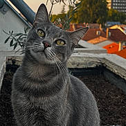 Ezio participe au concours pour gagner de l'argent avec cette photo : cat, gray_cat, yellow_eyes, outdoor, garden_bed, soil, dried_plants, rooftop, urban, buildings, sunset, curious, animal, pet, feline, whiskers, ears, tail, nature, portrait