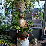 Boots is registered to the contest to win money with this photo: animal, blue_eyes, cat, curious, decor, feline, flower_pot, garden, greenery, hanging_plant, milk_can, nature, outdoor, patio, plant, potted_plant, siamese_cat, stairs, statue, window