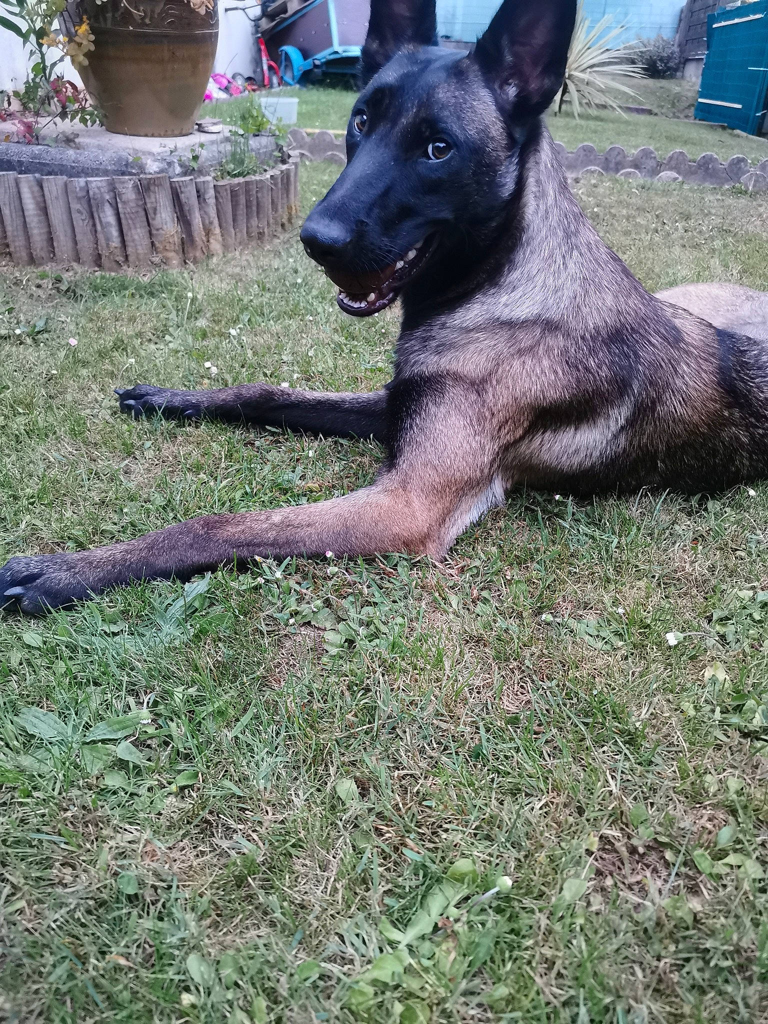 Sana participe au concours pour gagner de l'argent avec cette photo : belgian_shepherd_malinois, carnivore, chair, companion_dog, dog, dog_breed, east_european_shepherd, fawn, flowerpot, german_shepherd_dog, grass, guard_dog, herding_dog, houseplant, king_shepherd, outdoor_furniture, plant, terrestrial_animal, working_animal, working_dog