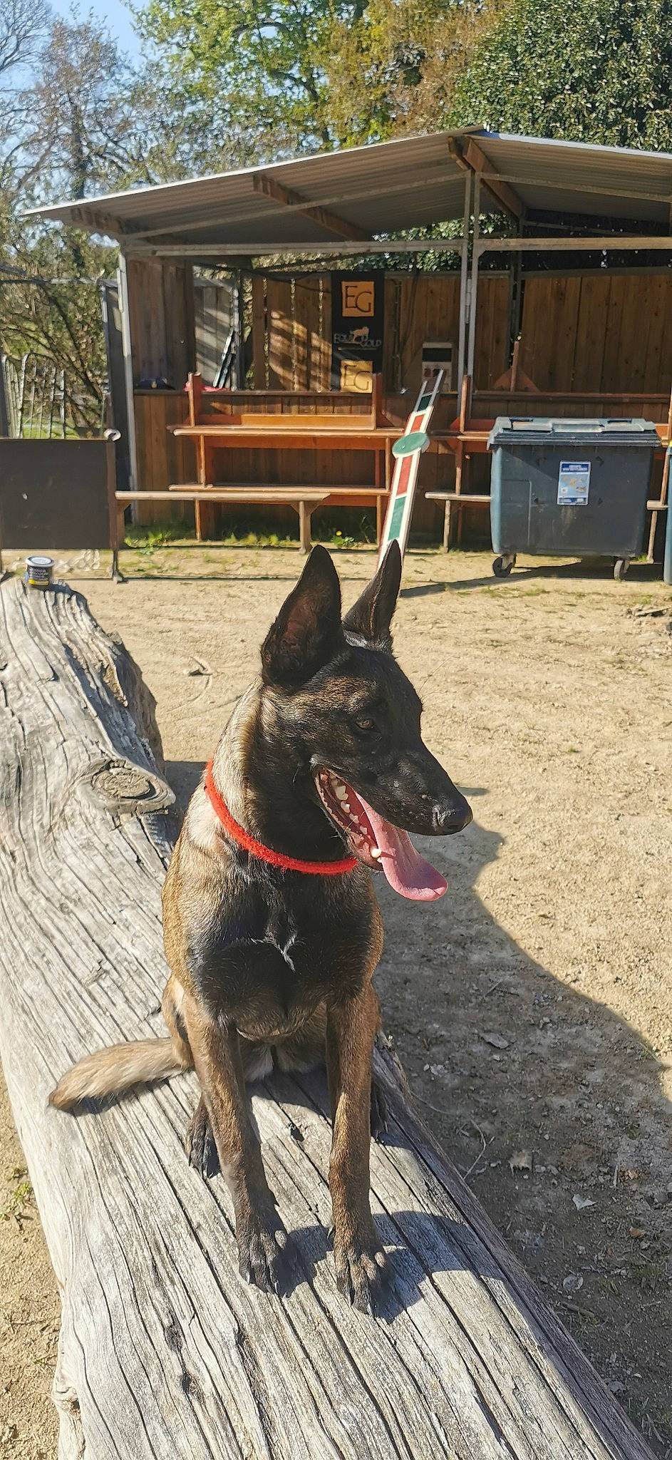 Sana a rejoint le concours — aidez-le/la à gagner de superbes lots ! canidae, carnivore, collar, dog, dog_breed, dog_collar, dog_supply, door, east_european_shepherd, fawn, german_shepherd_dog, herding_dog, plant, snout, sporting_group, tree, window, wood, working_animal, working_dog