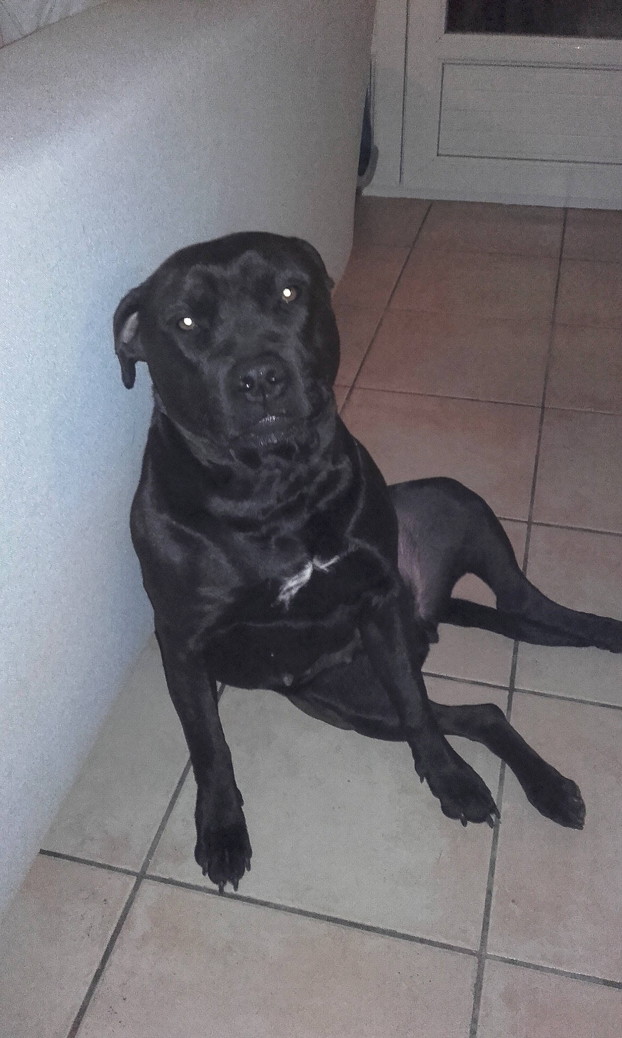 Maya participe au concours pour gagner de l'argent avec cette photo : alaunt, american_pit_bull_terrier, bandog, beagador, borador, cane_corso, canidae, carnivore, dog, dog_breed, fawn, guard_dog, labrador_retriever, mammal, non_sporting_group, rare_breed_dog, snout, sporting_group, tail, vertebrate