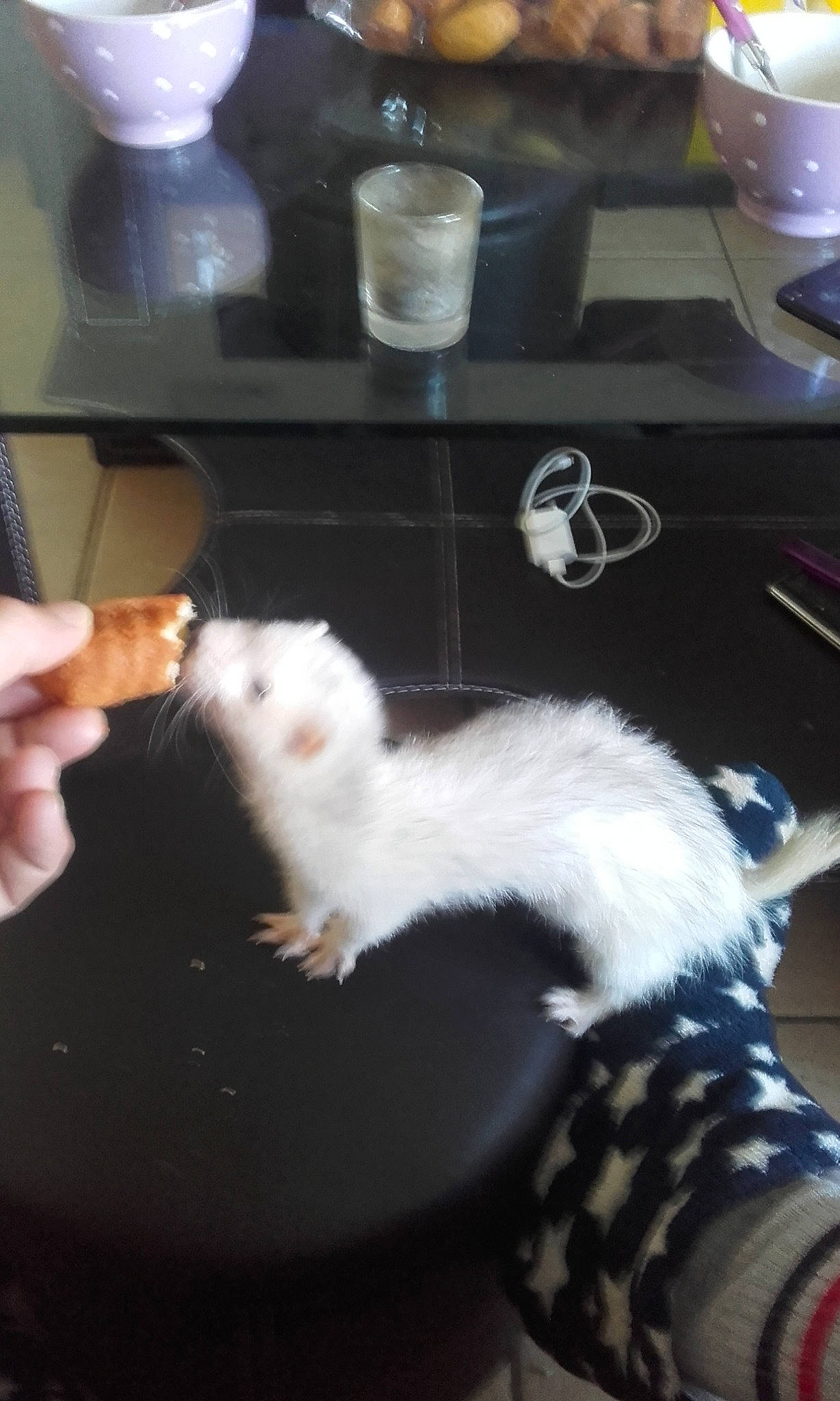 Chichouille participe au concours pour gagner de l'argent avec cette photo : fawn, ferret, gerbil, hamster, hand, mouse, muridae, muroidea, mustelidae, mustelinae, rat, rodent, whiskers