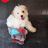 Isis a rejoint le concours — aidez-le/la à gagner de superbes lots ! puppy, dog, fluffy, white_dog, sitting, happy, open_mouth, pet, toy, plush_toy, elephant_toy, couch, indoor, portrait, adorable, playful, fur, canine, heart_sticker, home