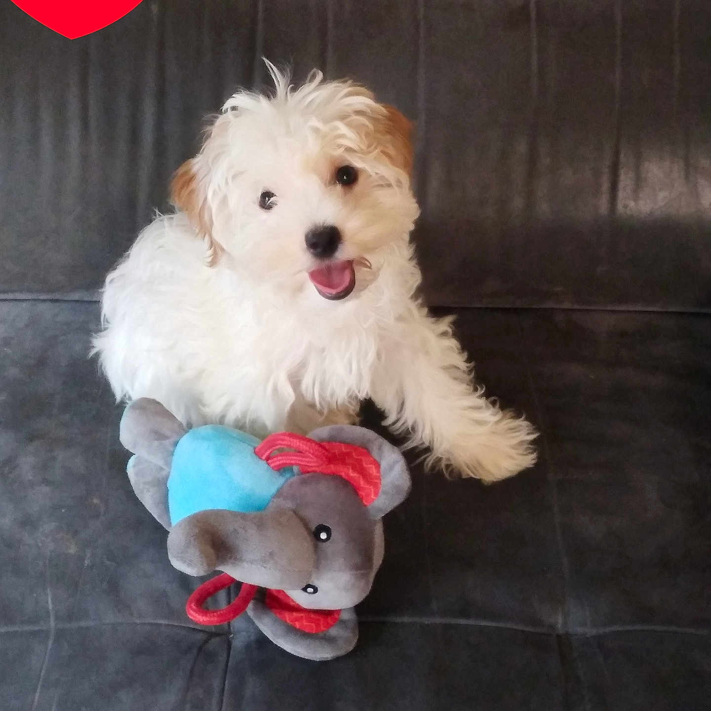 Isis a rejoint le concours — aidez-le/la à gagner de superbes lots ! puppy, dog, fluffy, white_dog, sitting, happy, open_mouth, pet, toy, plush_toy, elephant_toy, couch, indoor, portrait, adorable, playful, fur, canine, heart_sticker, home