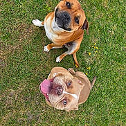 Vally Et Hendrix a rejoint le concours — aidez-le/la à gagner de superbes lots ! dog, grass, outdoor, pet, animal, happy, tongue_out, brown_dog, tan_dog, playful, cute, looking_up, two_dogs, canine, nature, summer, greenery, friendly, companions, sunlight