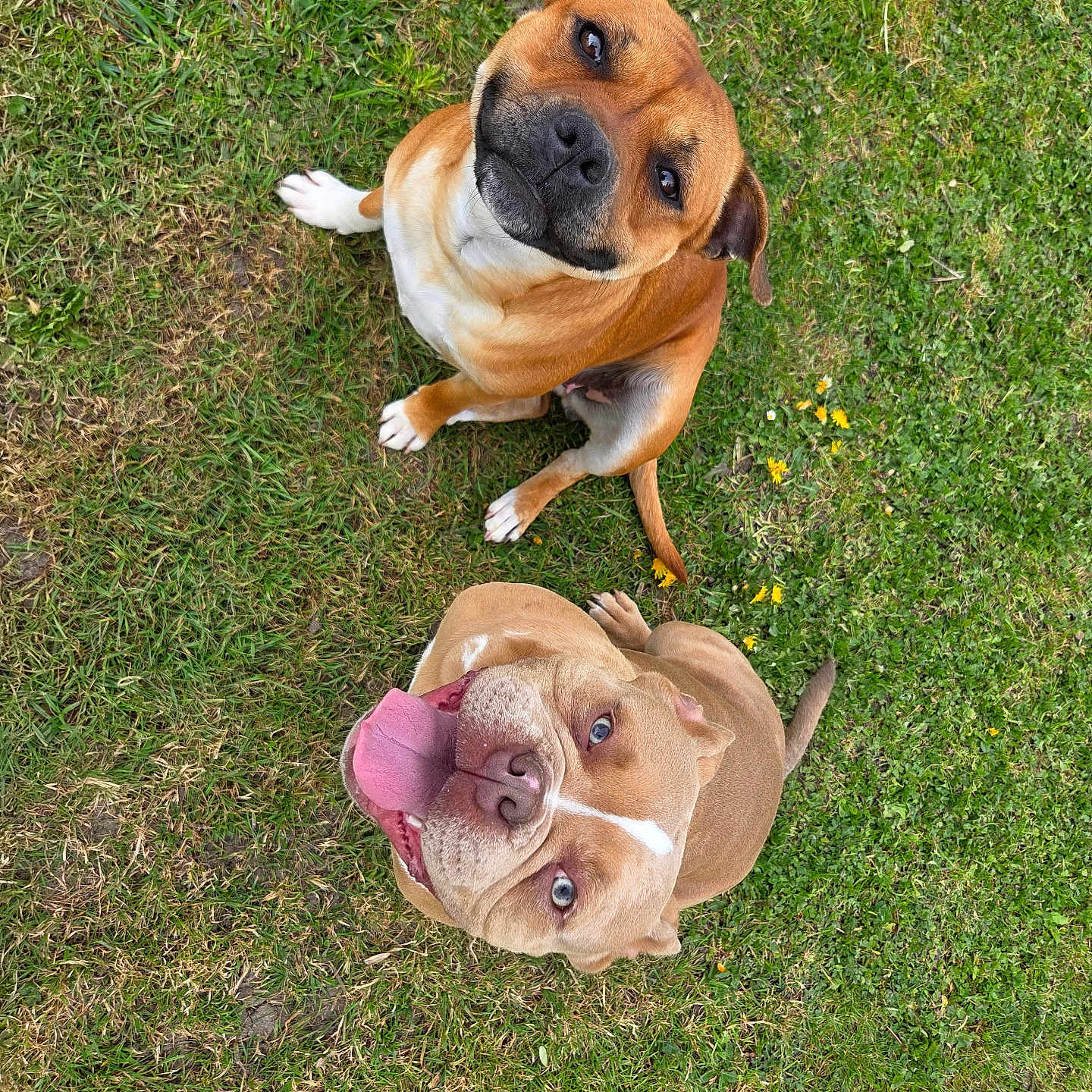 Vally Et Hendrix a rejoint le concours — aidez-le/la à gagner de superbes lots ! dog, grass, outdoor, pet, animal, happy, tongue_out, brown_dog, tan_dog, playful, cute, looking_up, two_dogs, canine, nature, summer, greenery, friendly, companions, sunlight