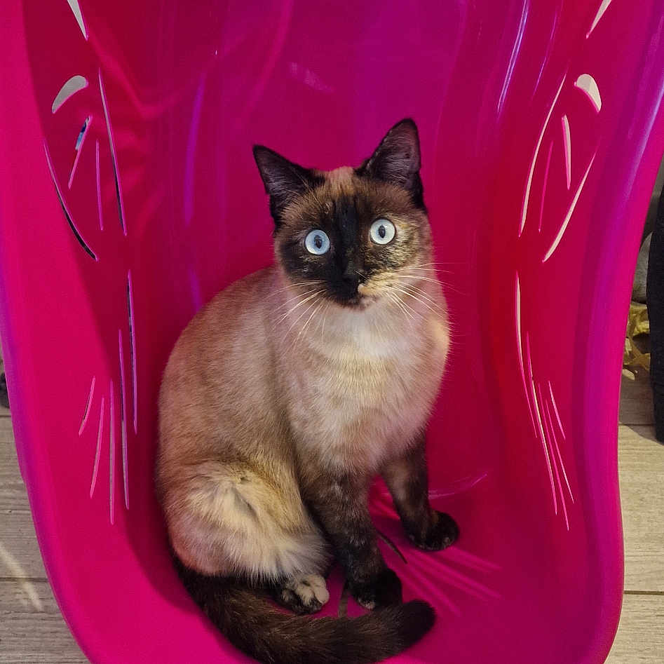 Tokyo participe au concours pour gagner de l'argent avec cette photo : abyssinian, animal, basket, bathing, bathtub, blackcat, bucket, cat, chair, furniture, hardwood, kitten, laundry, manx, pet, plastic, purple, siamese, tub, wood