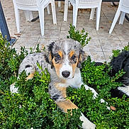 Alaska participe au concours pour gagner de l'argent avec cette photo : puppy, dog, cat, greenery, bush, outdoor, pet, animal, white_chair, plastic_chair, tile_floor, black_cat, fur, cute, young, nature, garden, plant, relaxing, companions