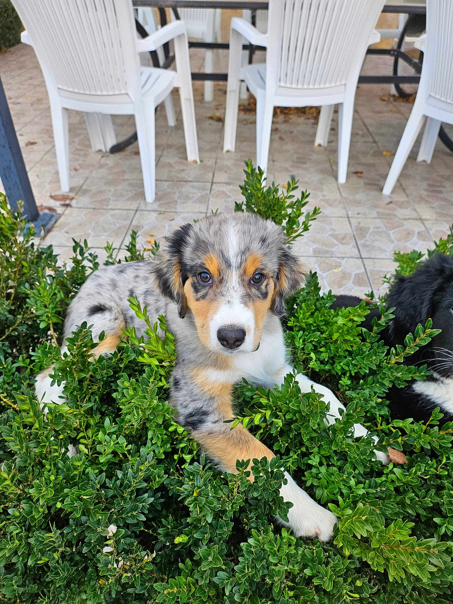 Alaska participe au concours pour gagner de l'argent avec cette photo : puppy, dog, cat, greenery, bush, outdoor, pet, animal, white_chair, plastic_chair, tile_floor, black_cat, fur, cute, young, nature, garden, plant, relaxing, companions
