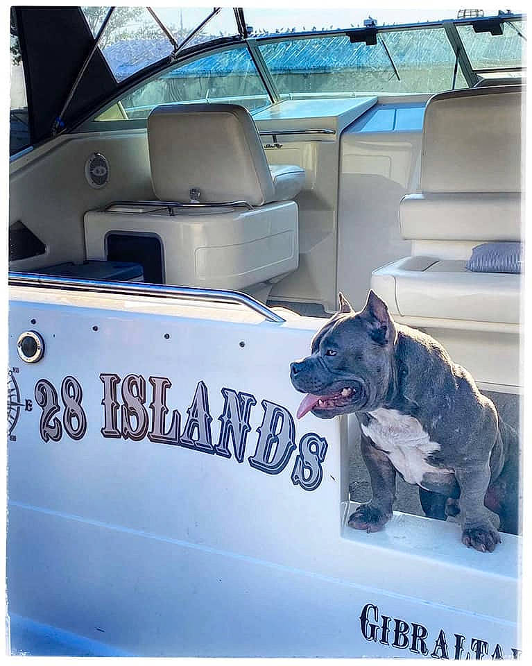 Busa is registered to the contest to win money with this photo: boat, canidae, carnivore, collar, companion_dog, dog, dog_breed, dog_collar, dog_supply, guard_dog, naval_architecture, paw, ship, snout, speedboat, sporting_group, water_transportation, watercraft, windshield, working_animal