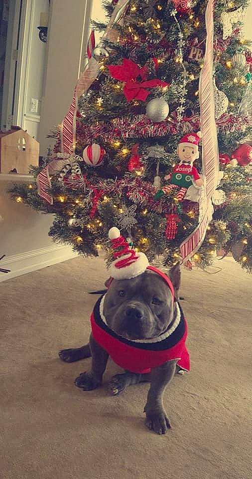 Busa joined the competition — help win amazing prizes! canidae, carnivore, christmas, christmas_decoration, christmas_eve, christmas_ornament, christmas_tree, collar, companion_dog, dog, dog_breed, dog_collar, dog_supply, holiday, holiday_ornament, interior_design, ornament, snout, sporting_group, working_animal