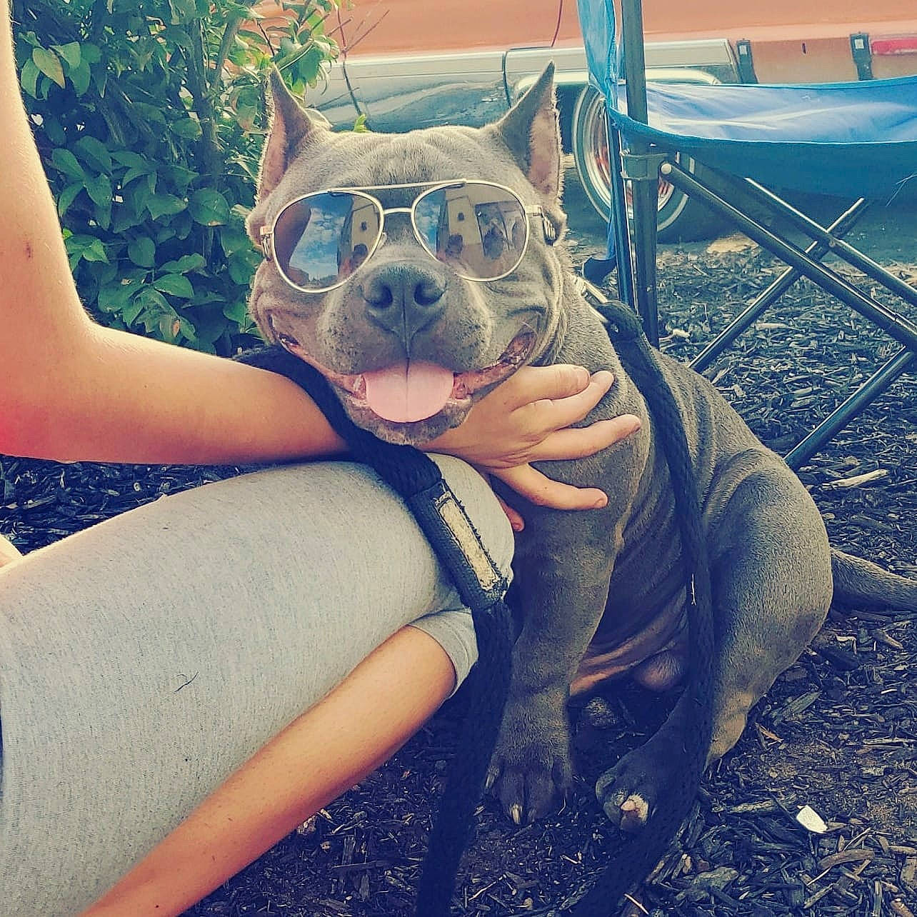 Busa is registered to the contest to win money with this photo: canidae, carnivore, collar, companion_dog, dog, dog_breed, dog_clothes, dog_collar, dog_supply, fawn, french_bulldog, leash, non_sporting_group, pet_supply, snout, sporting_group, toy_dog, working_animal, working_dog