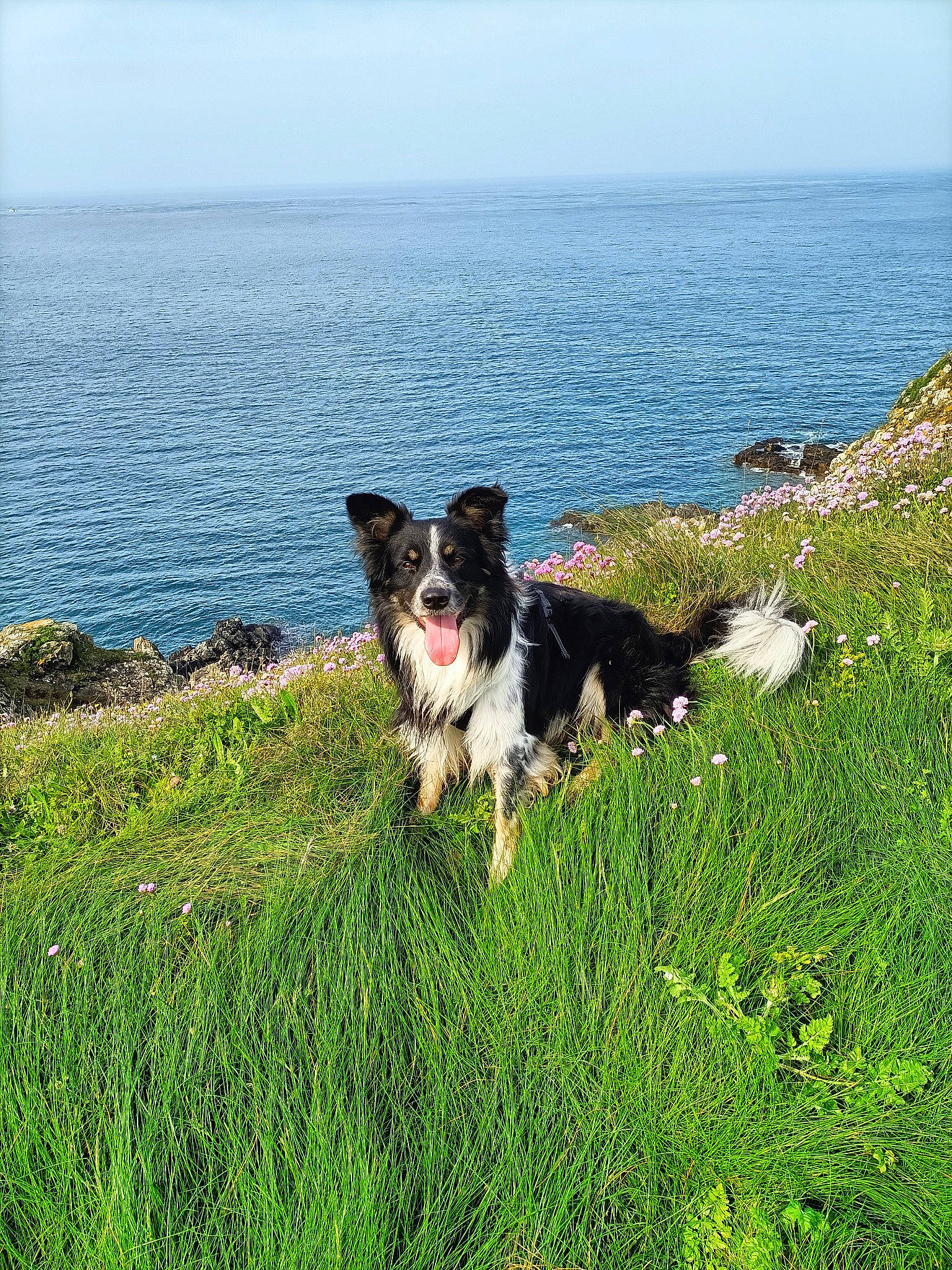 Shelby participe au concours pour gagner de l'argent avec cette photo : carnivore, companion_dog, dog, dog_breed, grass, grass_family, grassland, herding_dog, lake, landscape, lawn, meadow, natural_landscape, people_in_nature, plant, recreation, sky, sporting_group, water, working_animal