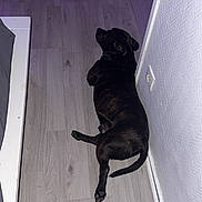 Paco a rejoint le concours — aidez-le/la à gagner de superbes lots ! animal, black_dog, canine, cozy, dog, domestic_animal, floor, flooring, hallway, home, indoor, lying_down, pet, power_outlet, quiet, relaxed, resting, side_view, wall, wooden_floor