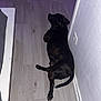 animal, black_dog, canine, cozy, dog, domestic_animal, floor, flooring, hallway, home, indoor, lying_down, pet, power_outlet, quiet, relaxed, resting, side_view, wall, wooden_floor