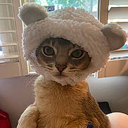 Smokey is registered to the contest to win money with this photo: cat, pet, feline, animal, sheep_hat, fluffy_hat, costume, close_up, portrait, indoors, window, sitting, brown_fur, green_eyes, whiskers, nose, serious_expression, human_hand, cozy, funny