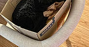 Coco is registered to the contest to win money with this photo: cat, black_cat, fluffy, feline, pet, animal, cardboard_box, box, packing_paper, indoor, home, chair, furniture, hardwood_floor, yellow_eyes, sitting, lounging, portrait, cozy, household