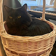 Coco joined the competition — help win amazing prizes! cat, black_cat, pet, animal, feline, whiskers, yellow_eyes, pointed_ears, long_fur, basket, woven_basket, indoors, home, cozy, sunlight, window, keyboard, musical_instrument, sitting, relaxed