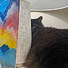 Coco joined the competition — help win amazing prizes! cat, black_cat, fluffy, fur, green_eyes, whiskers, ears, animal, pet, hiding, peeking, indoor, basket, painted_panel, colorful, blue, red, yellow, shadow, closeup