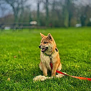 Azür participe au concours pour gagner de l'argent avec cette photo : dog, shiba_inu, grass, leash, toy, outdoor, park, pet, animal, canine, sitting, greenery, nature, collar, playful, happy, daylight, fur, tongue, ears