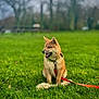 dog, shiba_inu, grass, leash, toy, outdoor, park, pet, animal, canine, sitting, greenery, nature, collar, playful, happy, daylight, fur, tongue, ears