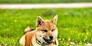 Azür participe au concours pour gagner de l'argent avec cette photo : dog, shiba_inu, grass, collar, leash, outdoor, pet, canine, animal, nature, happy, tongue_out, fur, ears, lying_down, greenery, daylight, playful, domestic_animal, cute