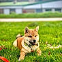 dog, shiba_inu, grass, collar, leash, outdoor, pet, canine, animal, nature, happy, tongue_out, fur, ears, lying_down, greenery, daylight, playful, domestic_animal, cute