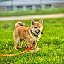 Azür participe au concours pour gagner de l'argent avec cette photo : dog, shiba_inu, grass, outdoor, leash, pet, canine, animal, happy, tongue_out, ears_up, greenery, nature, playful, walking, collar, summer, daytime, cute, friendly