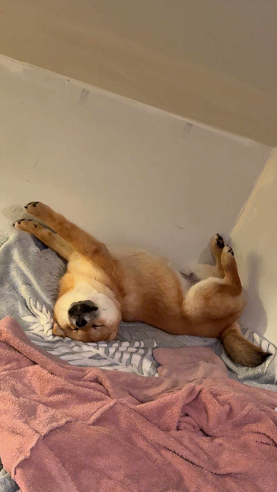 Azür a rejoint le concours — aidez-le/la à gagner de superbes lots ! dog, sleeping, lying_down, paws, blanket, towel, cozy, indoor, resting, fur, pet, relaxing, canine, bedroom, comfortable, animal, cute, napping, home, corner