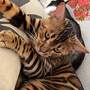 Maow participe au concours pour gagner de l'argent avec cette photo : bengal_cat, cat, animal, pet, feline, striped, whiskers, cushion, beige, dog, resting, background, black_and_white, leaves, autumn, indoor, close_up, relaxing, cozy, fur