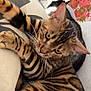 bengal_cat, cat, animal, pet, feline, striped, whiskers, cushion, beige, dog, resting, background, black_and_white, leaves, autumn, indoor, close_up, relaxing, cozy, fur