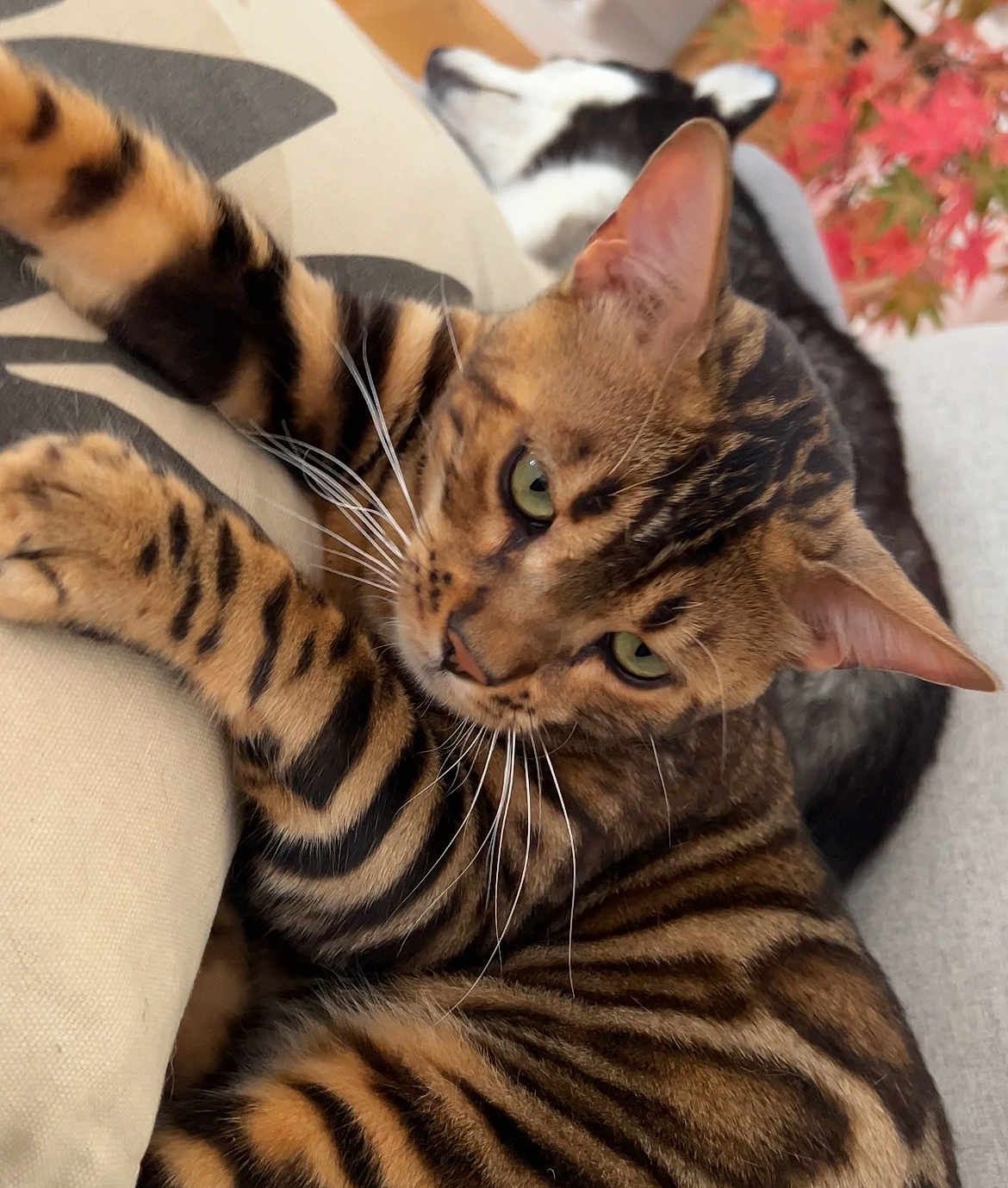 Maow participe au concours pour gagner de l'argent avec cette photo : bengal_cat, cat, animal, pet, feline, striped, whiskers, cushion, beige, dog, resting, background, black_and_white, leaves, autumn, indoor, close_up, relaxing, cozy, fur