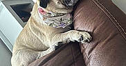 Tina Ruth joined the competition — help win amazing prizes! animal, bandana, cute, dog, ears, floral, fur, furniture, home, indoor, leather_couch, paw, pet, pug, relaxed, resting, small_dog, snout, wall, window